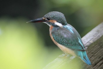 2021年8月28日(土) 薬師池公園の野鳥観察記録