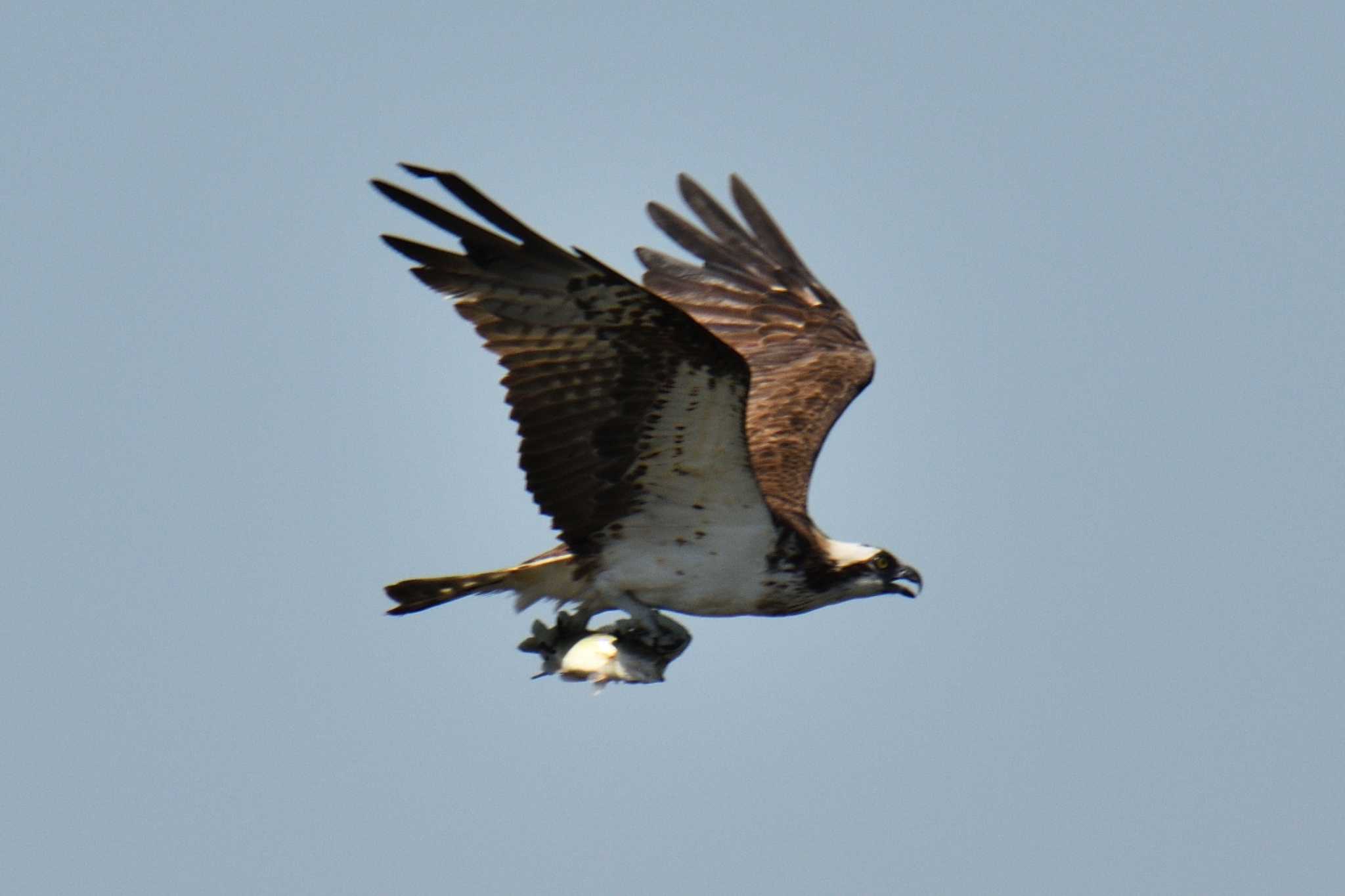 Osprey