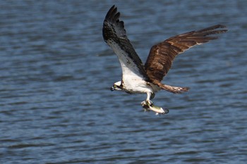 2021年8月28日(土) 尾張旭市の野鳥観察記録