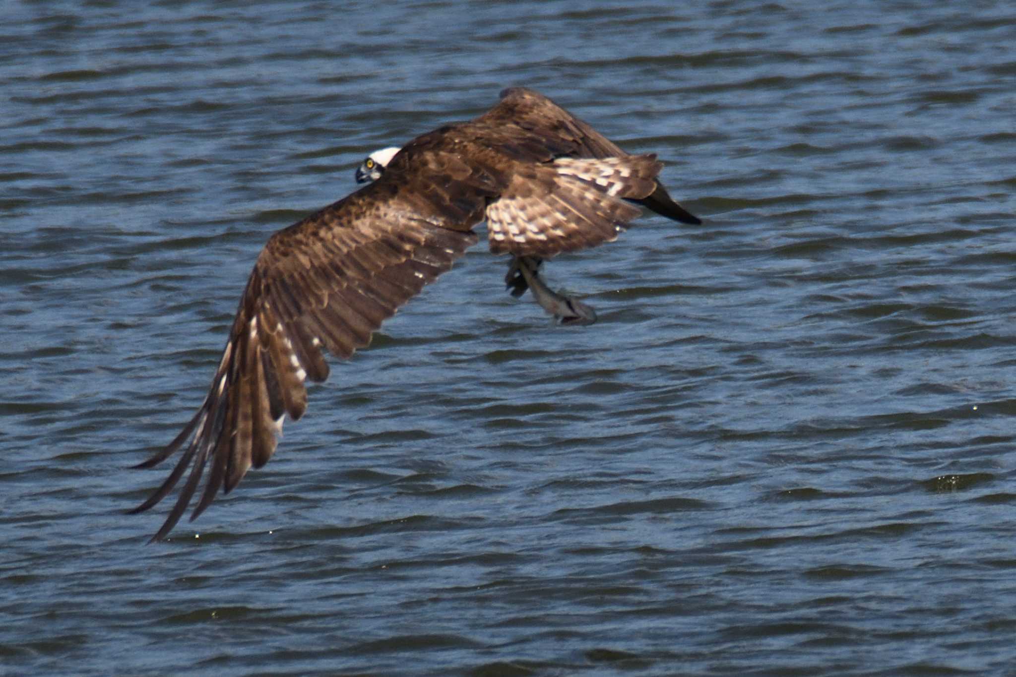 Photo of Osprey at 尾張旭市 by よつくん