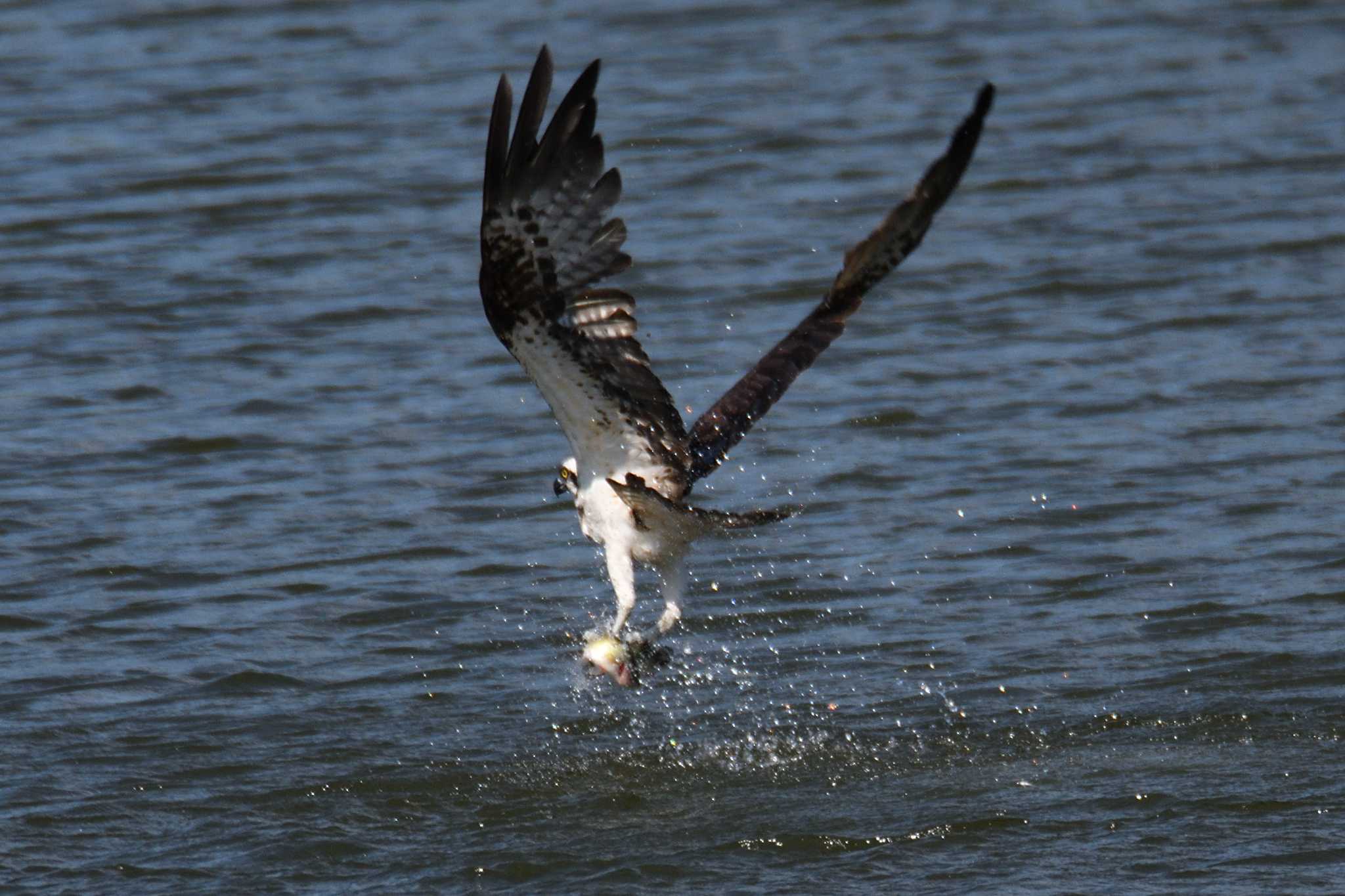 Osprey