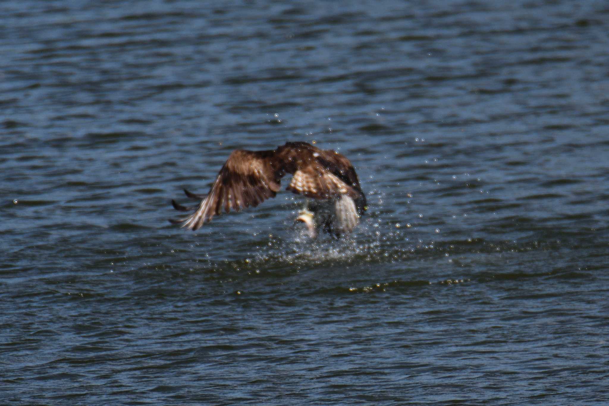 Osprey