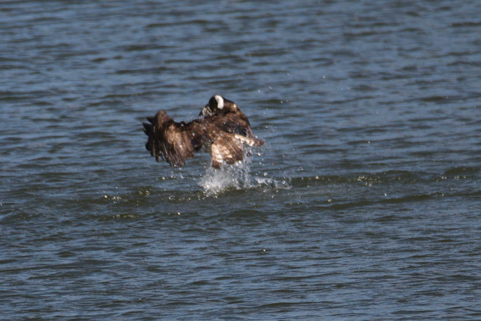 Osprey