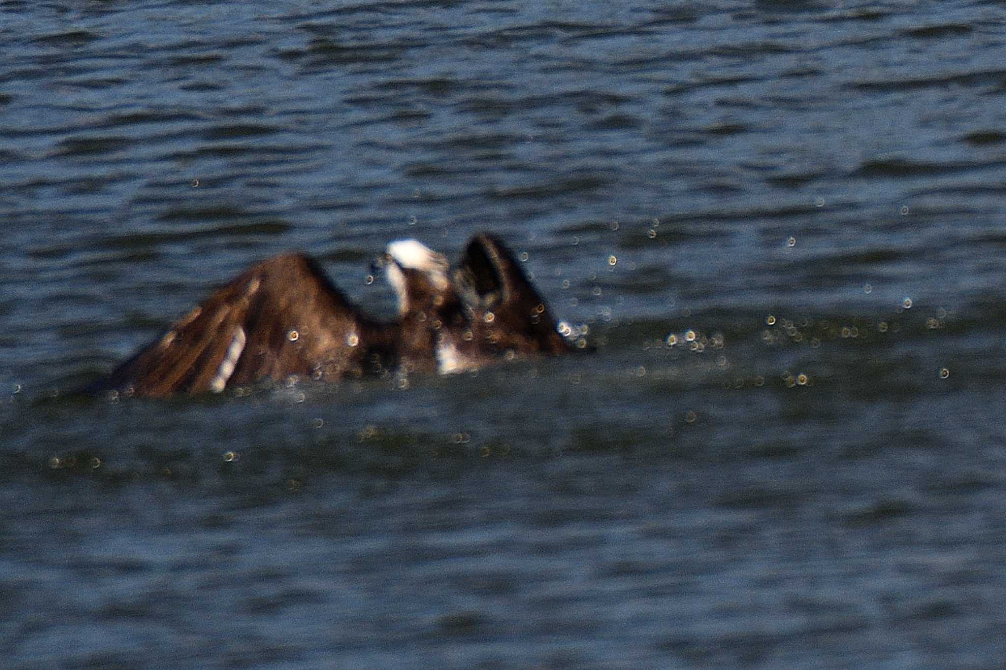 Photo of Osprey at 尾張旭市 by よつくん