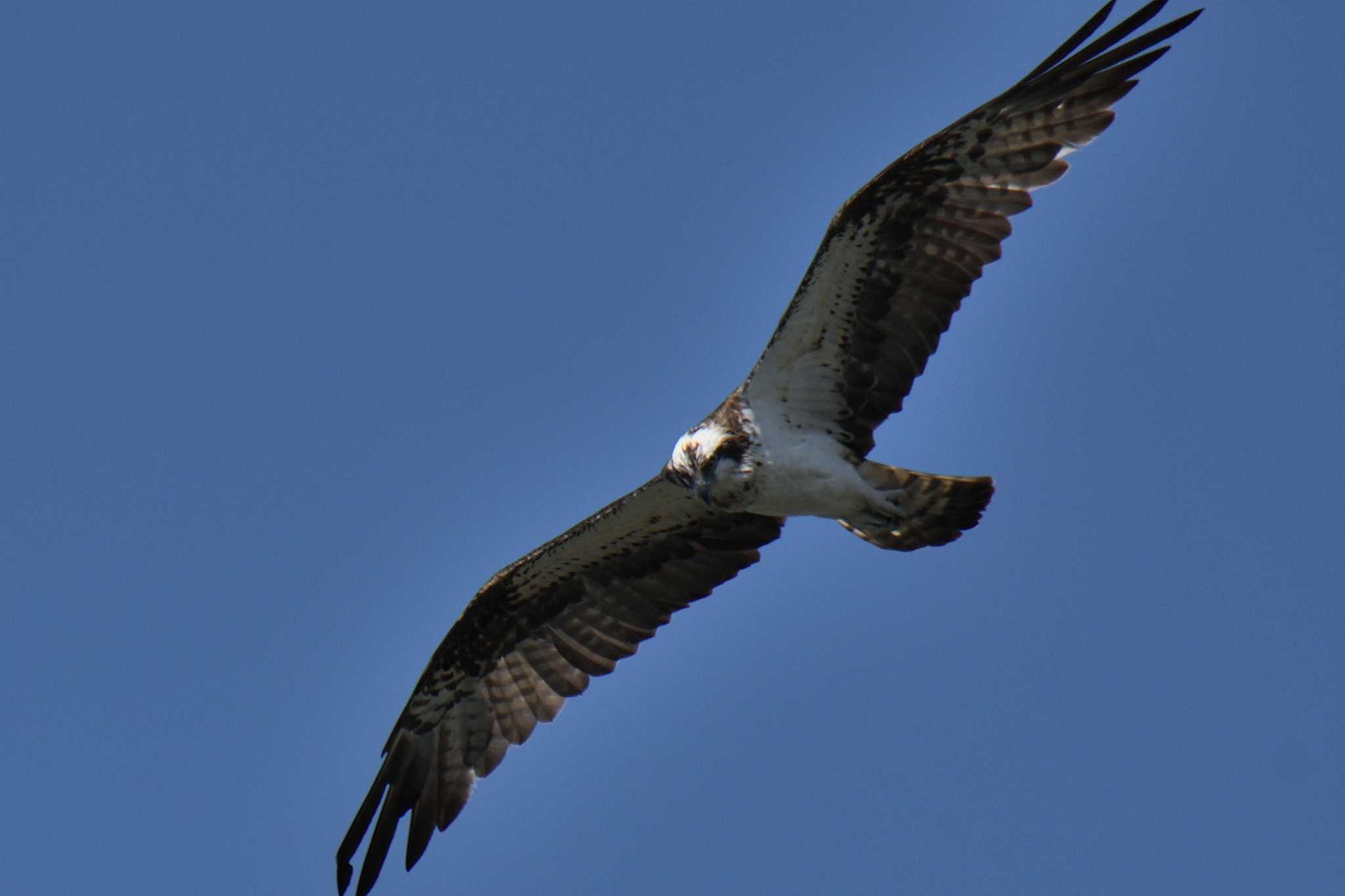 Osprey