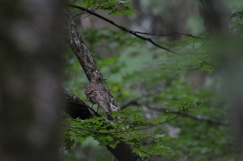 2021年6月25日(金) 柳沢峠の野鳥観察記録