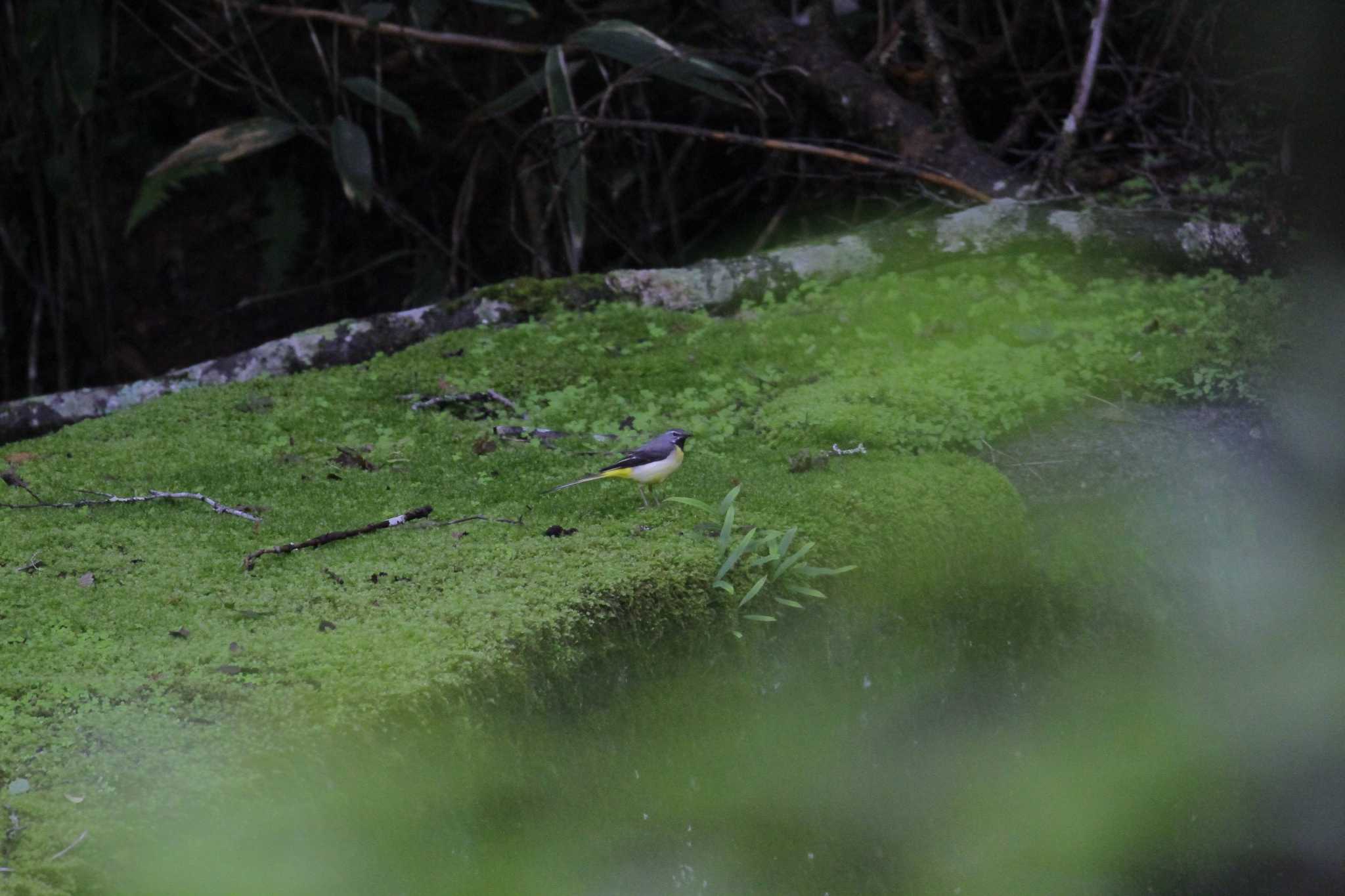 Grey Wagtail