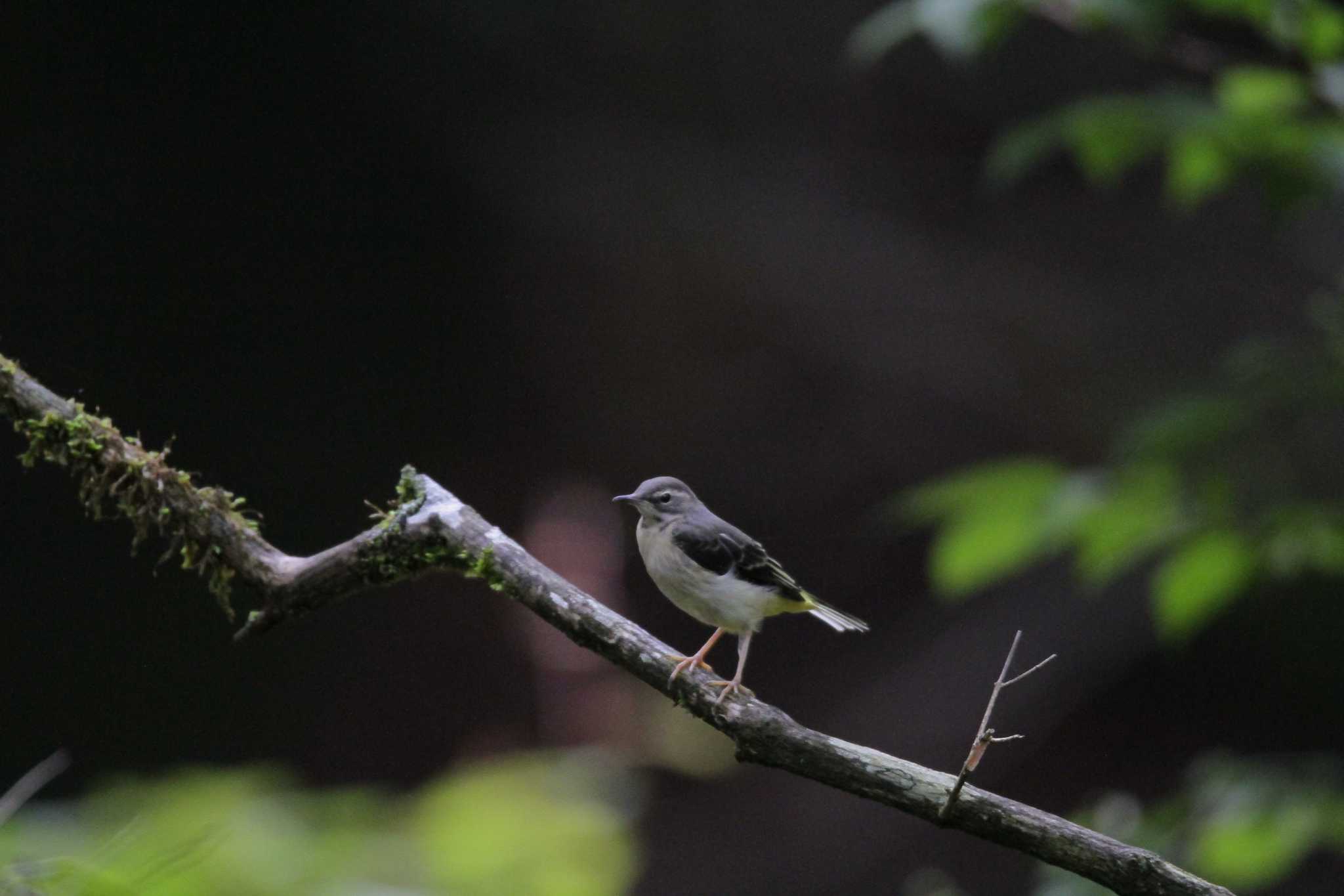 Grey Wagtail