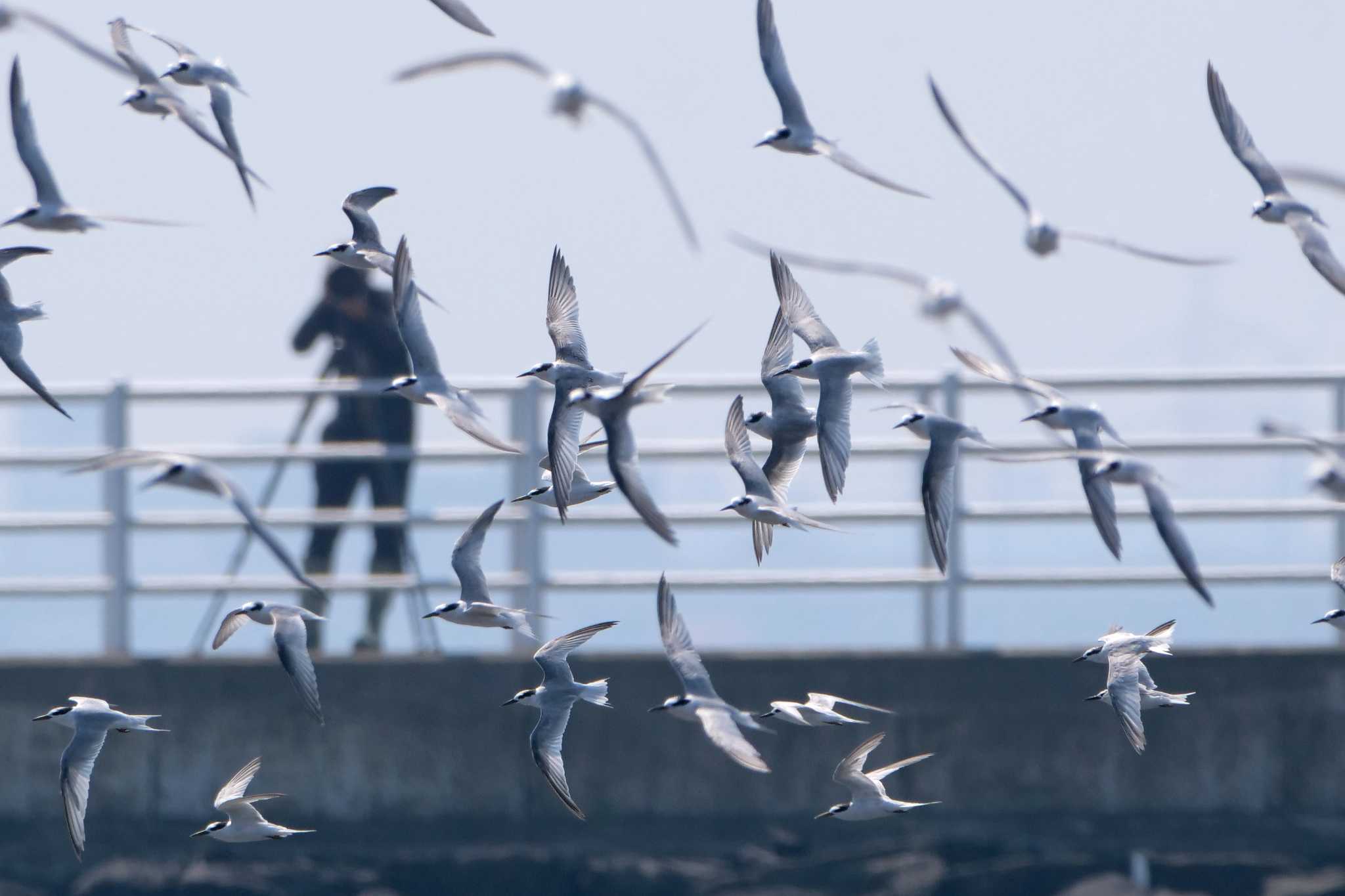 ふなばし三番瀬海浜公園 コアジサシの写真 by ぴくるす