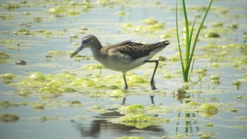 タカブシギ 場所が不明 2021年8月28日(土)