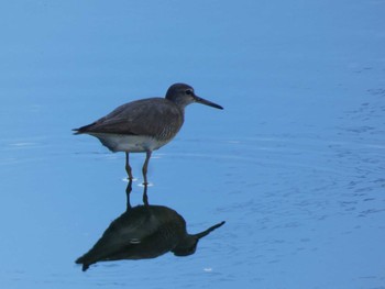 Grey-tailed Tattler Yoron Island Sat, 8/28/2021