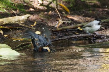 2021年8月28日(土) 福井緑地(札幌市西区)の野鳥観察記録