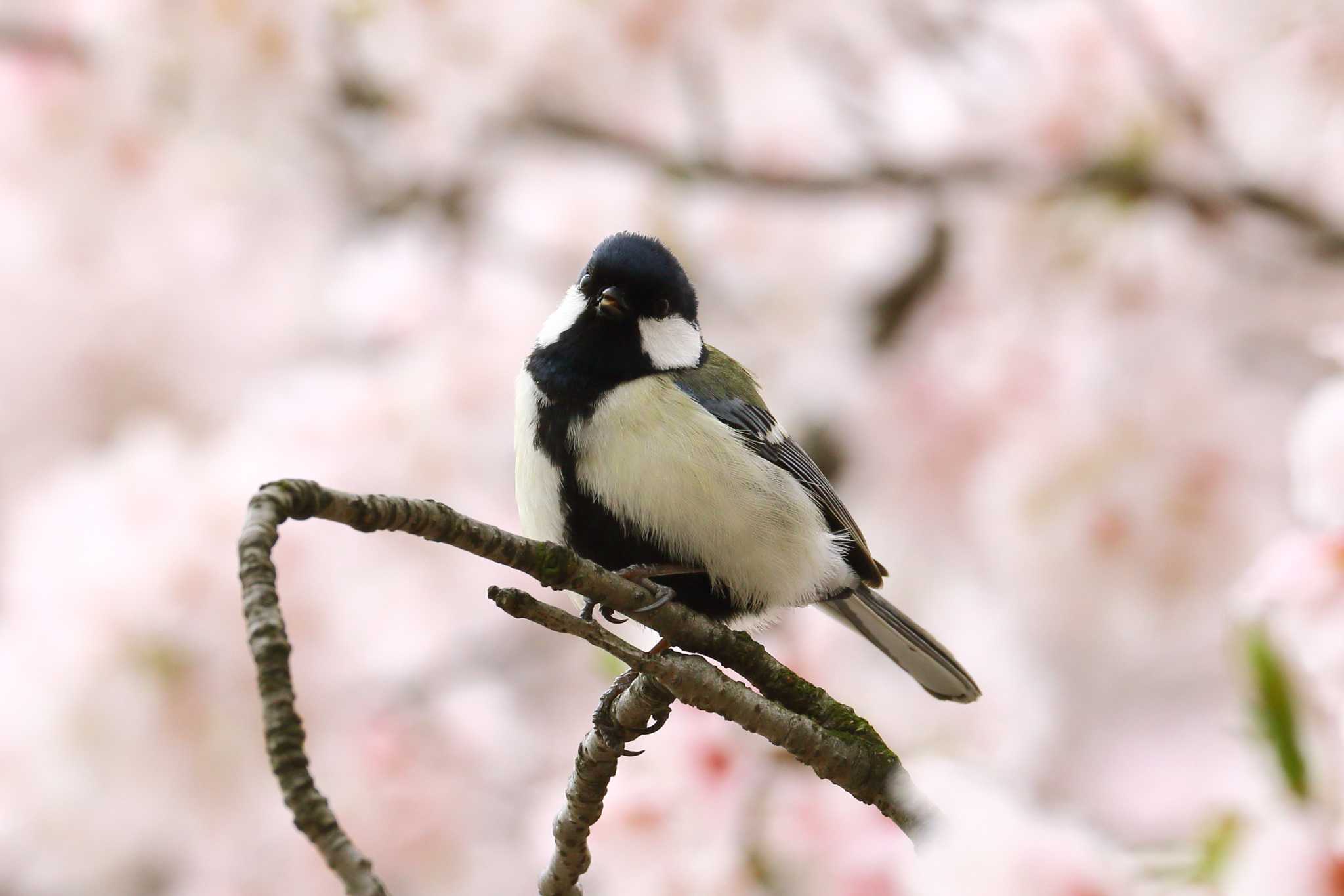 桜と by takamiti takagi