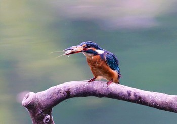 カワセミ 薬師池公園 2021年8月28日(土)