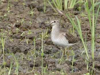 Wood Sandpiper 埼玉県 Fri, 8/27/2021