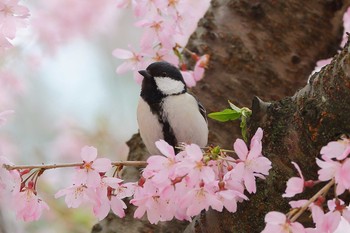 Japanese Tit 名城公園 Mon, 4/10/2017