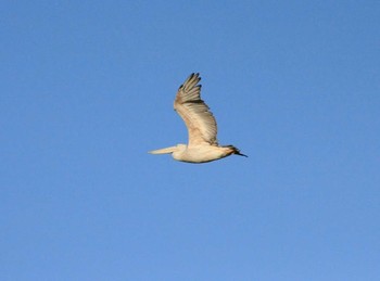 Pink-backed Pelican