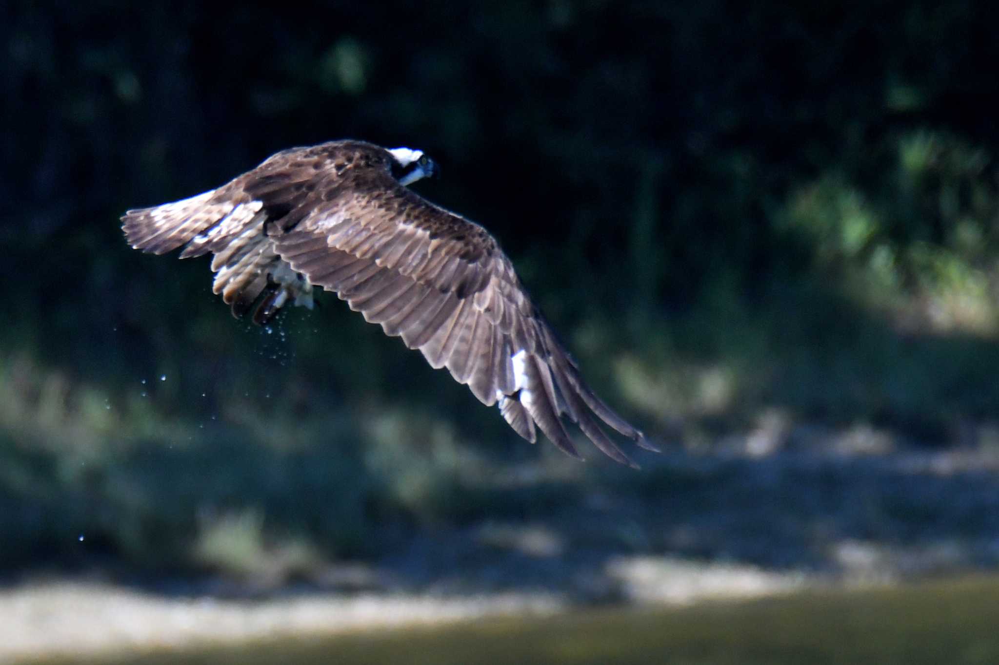 Photo of Osprey at 愛知県森林公園 by よつくん