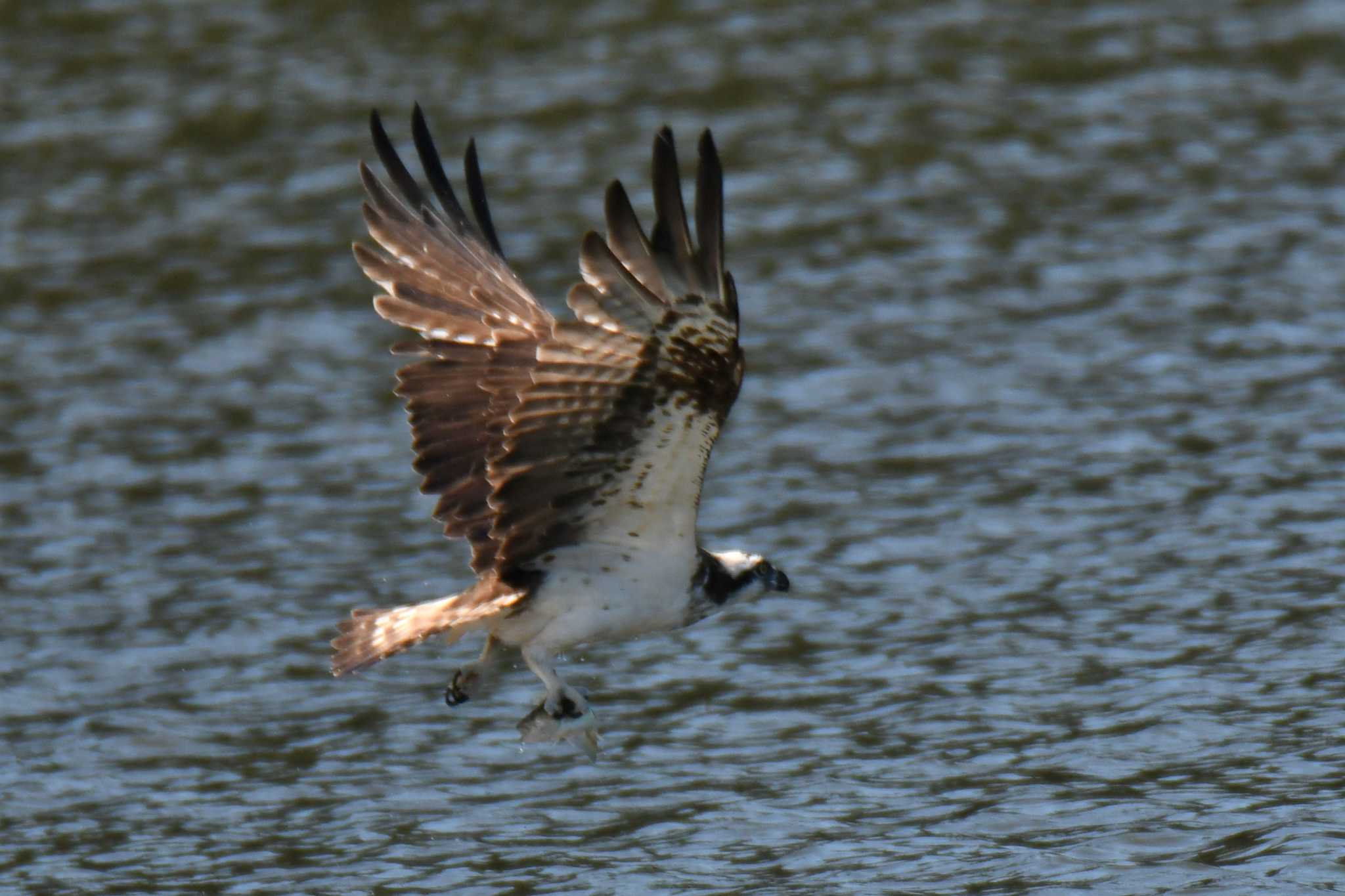 Photo of Osprey at 愛知県森林公園 by よつくん