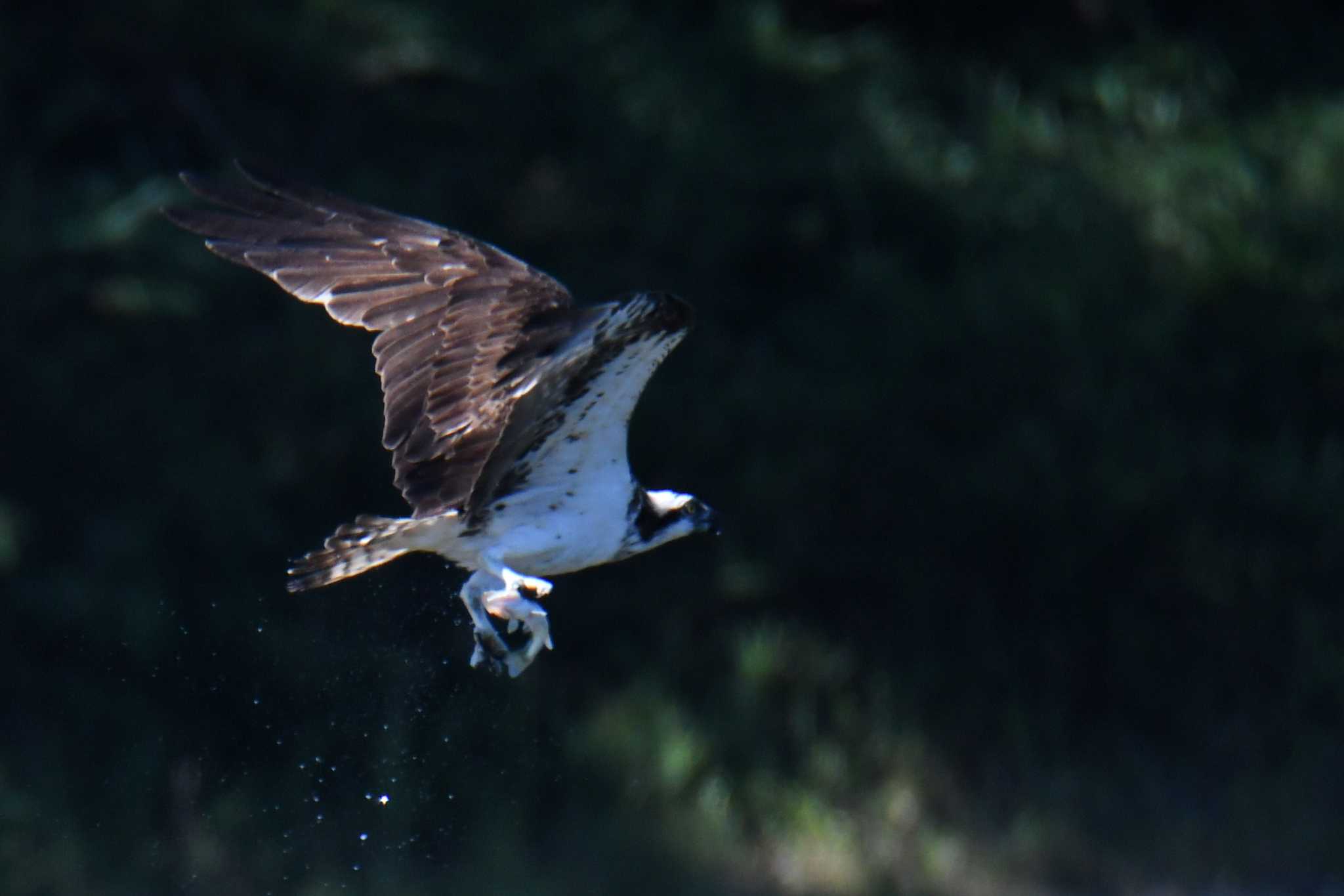 Photo of Osprey at 愛知県森林公園 by よつくん