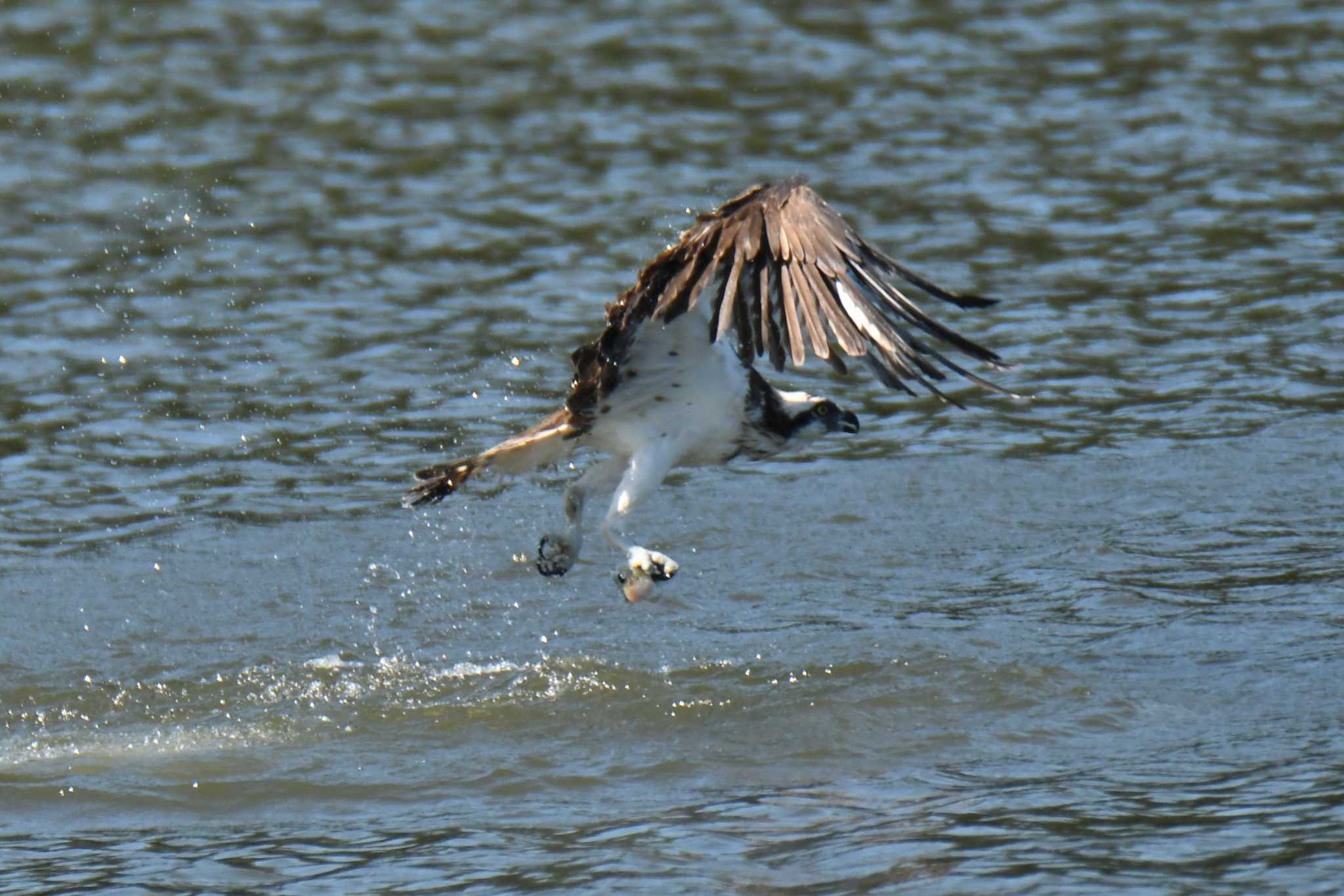 Photo of Osprey at 愛知県森林公園 by よつくん