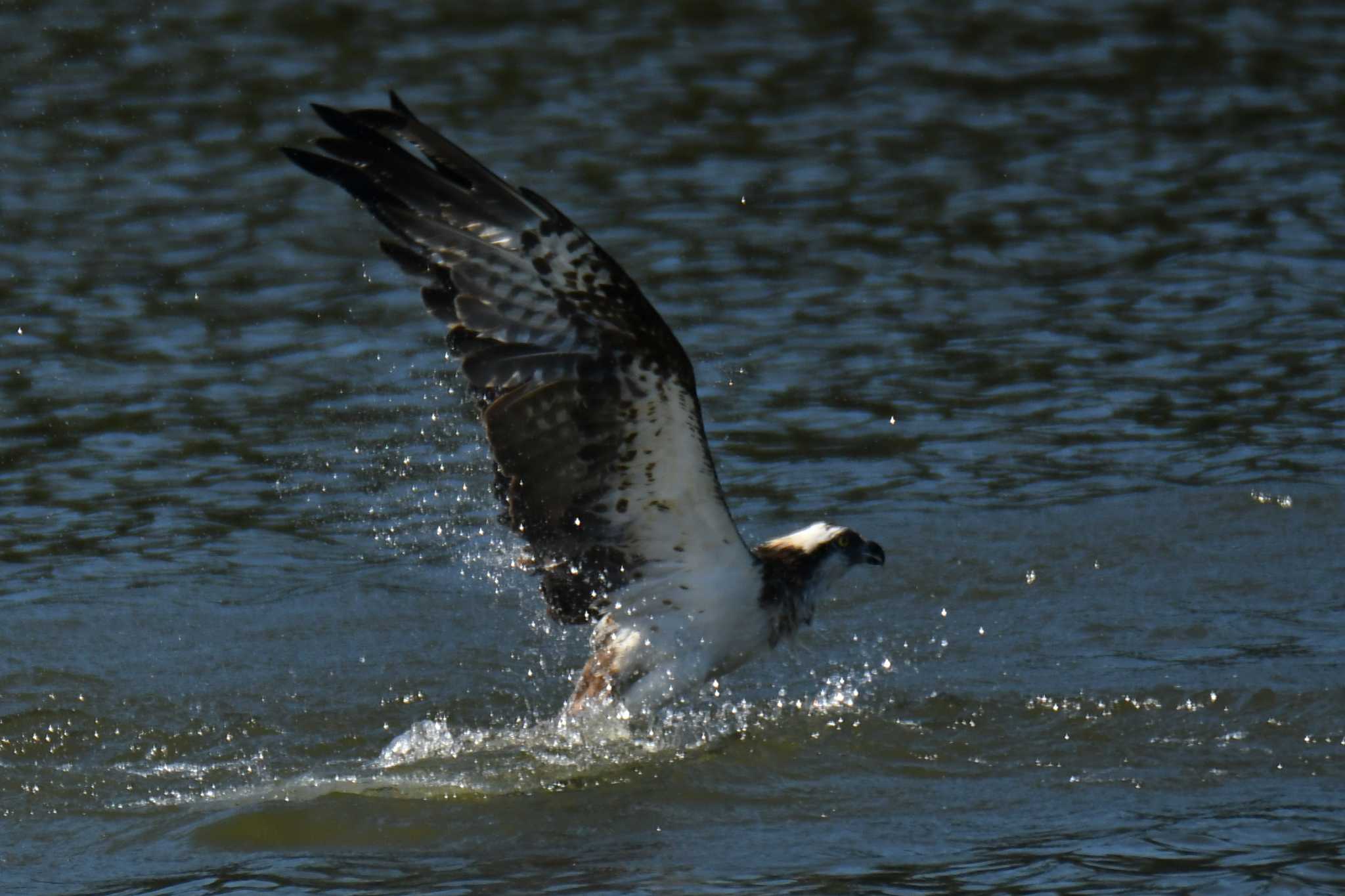 Photo of Osprey at 愛知県森林公園 by よつくん