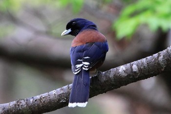 Lidth's Jay Amami Nature Observation Forest Tue, 2/28/2017