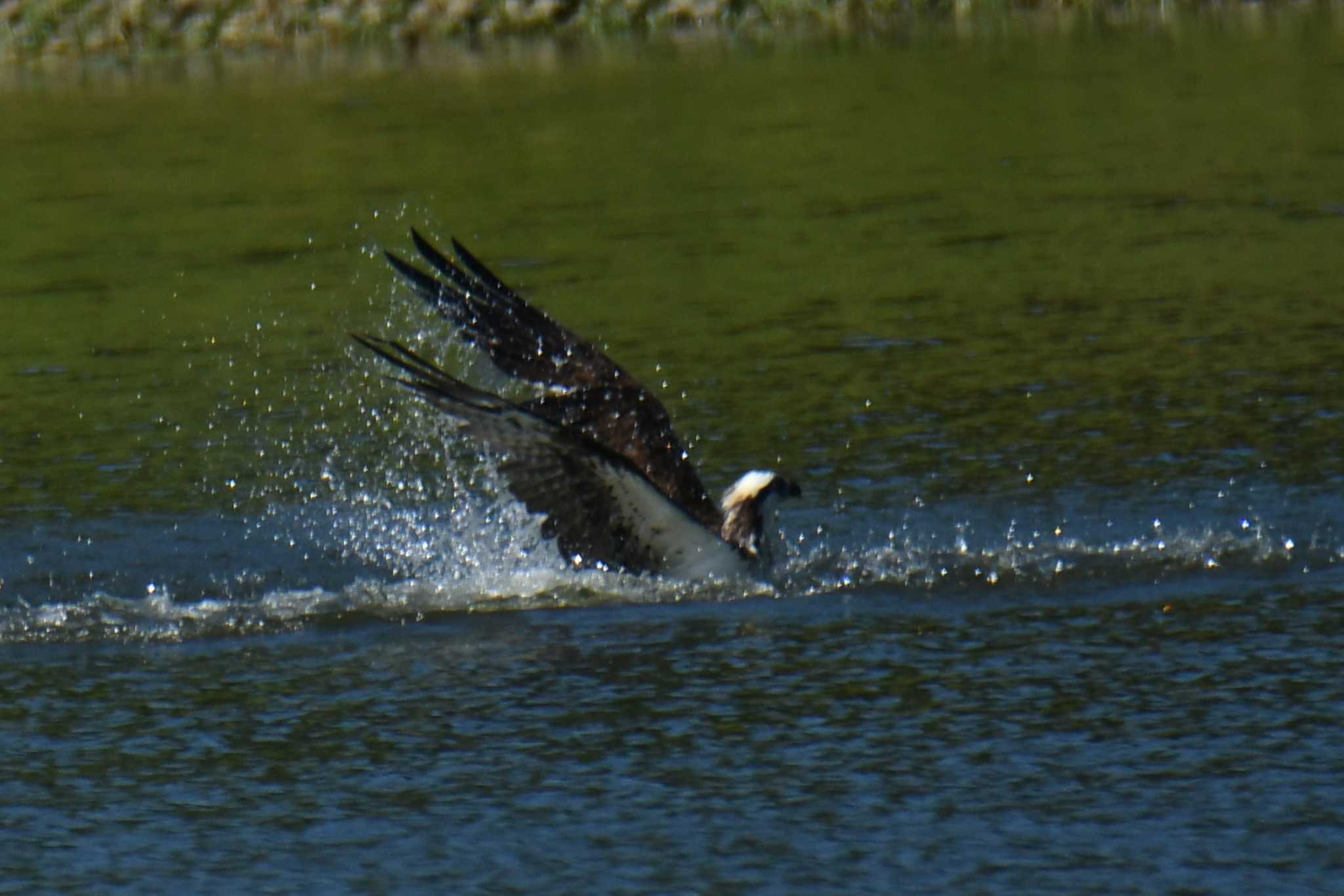 Photo of Osprey at 愛知県森林公園 by よつくん