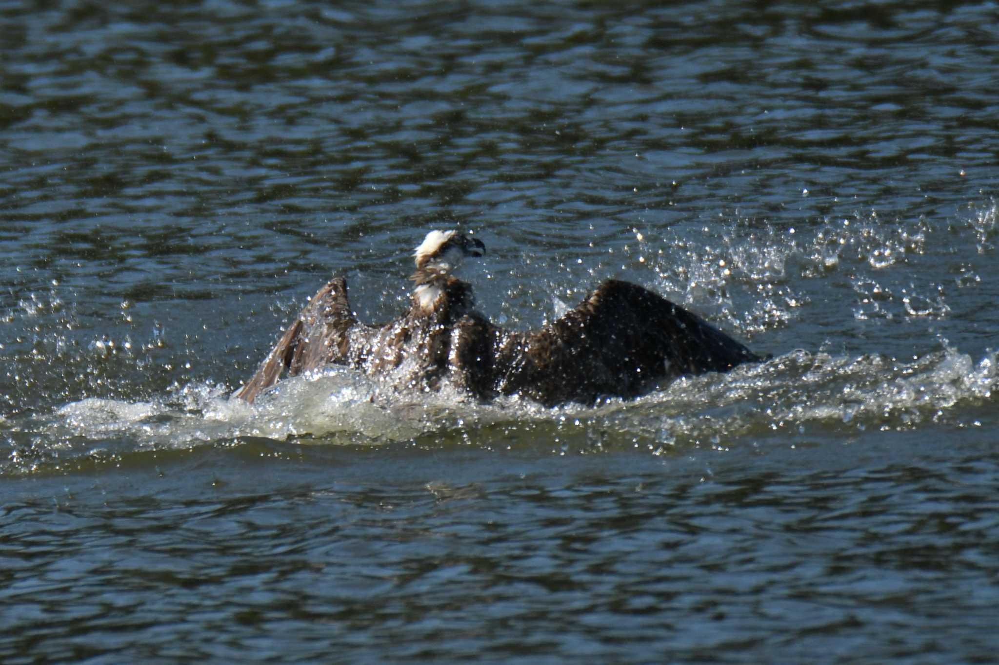 Photo of Osprey at 愛知県森林公園 by よつくん