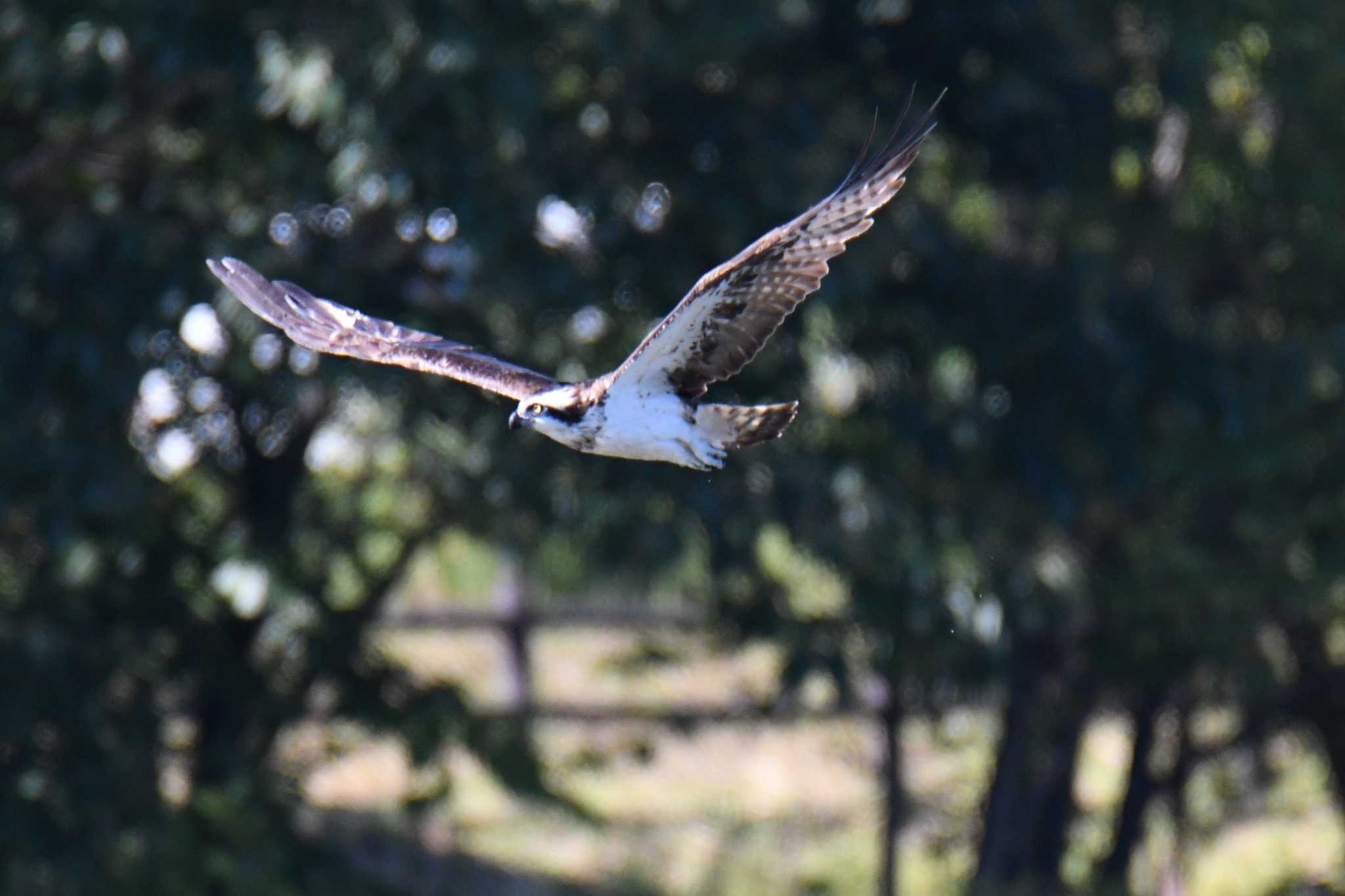 Photo of Osprey at 愛知県森林公園 by よつくん