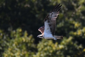 Sun, 8/29/2021 Birding report at 愛知県森林公園