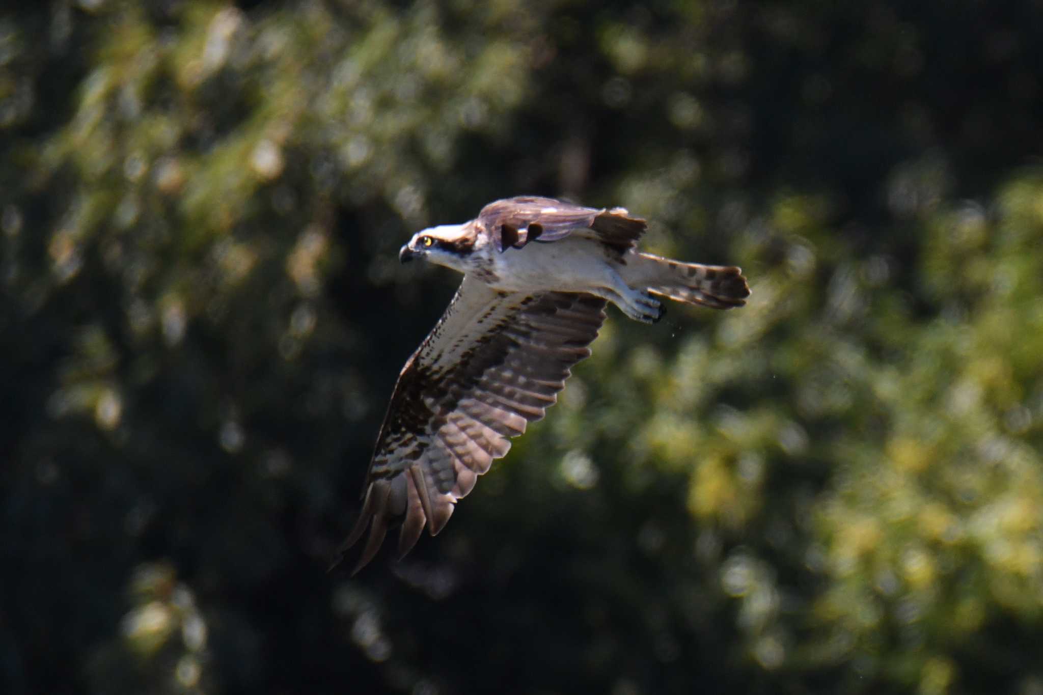 Photo of Osprey at 愛知県森林公園 by よつくん