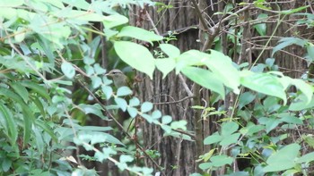 2021年8月29日(日) ギャザリアビオガーデン　フジクラ木場千年の森の野鳥観察記録