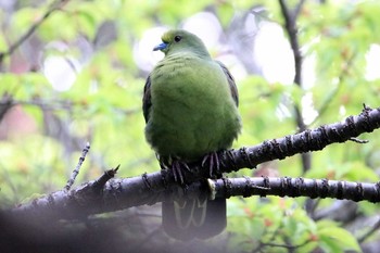 Ryukyu Green Pigeon Amami Nature Observation Forest Tue, 2/28/2017