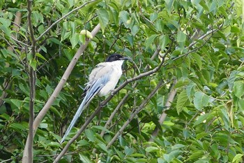 Azure-winged Magpie Ukima Park Sat, 8/21/2021