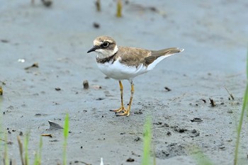 コチドリ 東京港野鳥公園 2021年8月29日(日)