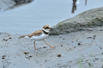 コチドリ 東京港野鳥公園 2021年8月29日(日)