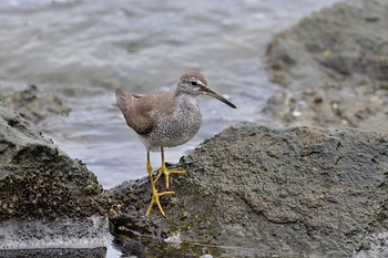 キアシシギ 東京港野鳥公園 2021年8月29日(日)