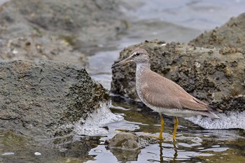 キアシシギ 東京港野鳥公園 2021年8月29日(日)