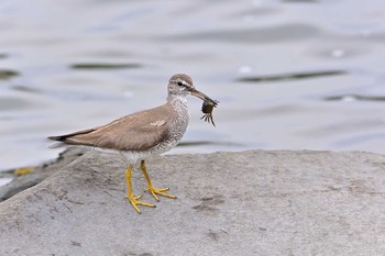 キアシシギ 東京港野鳥公園 2021年8月29日(日)