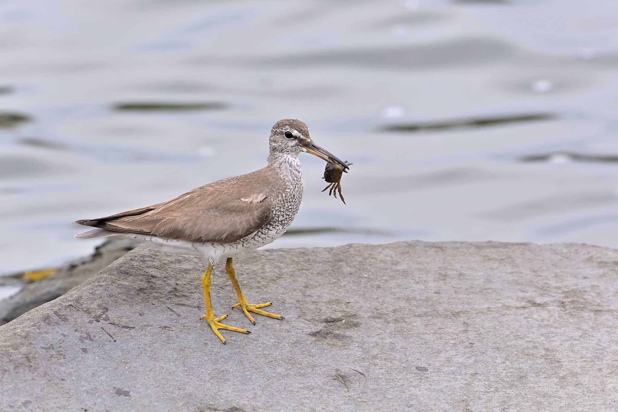 東京港野鳥公園 キアシシギの写真 by birds@hide3