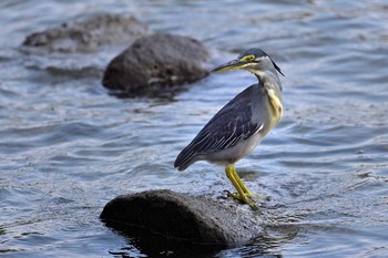 ササゴイ 東京港野鳥公園 2021年8月29日(日)