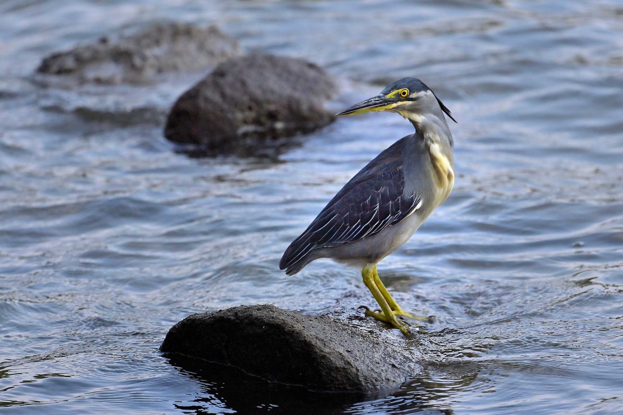 東京港野鳥公園 ササゴイの写真 by birds@hide3