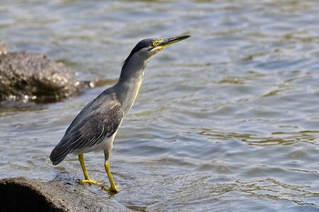 ササゴイ 東京港野鳥公園 2021年8月29日(日)