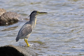 ササゴイ 東京港野鳥公園 2021年8月29日(日)