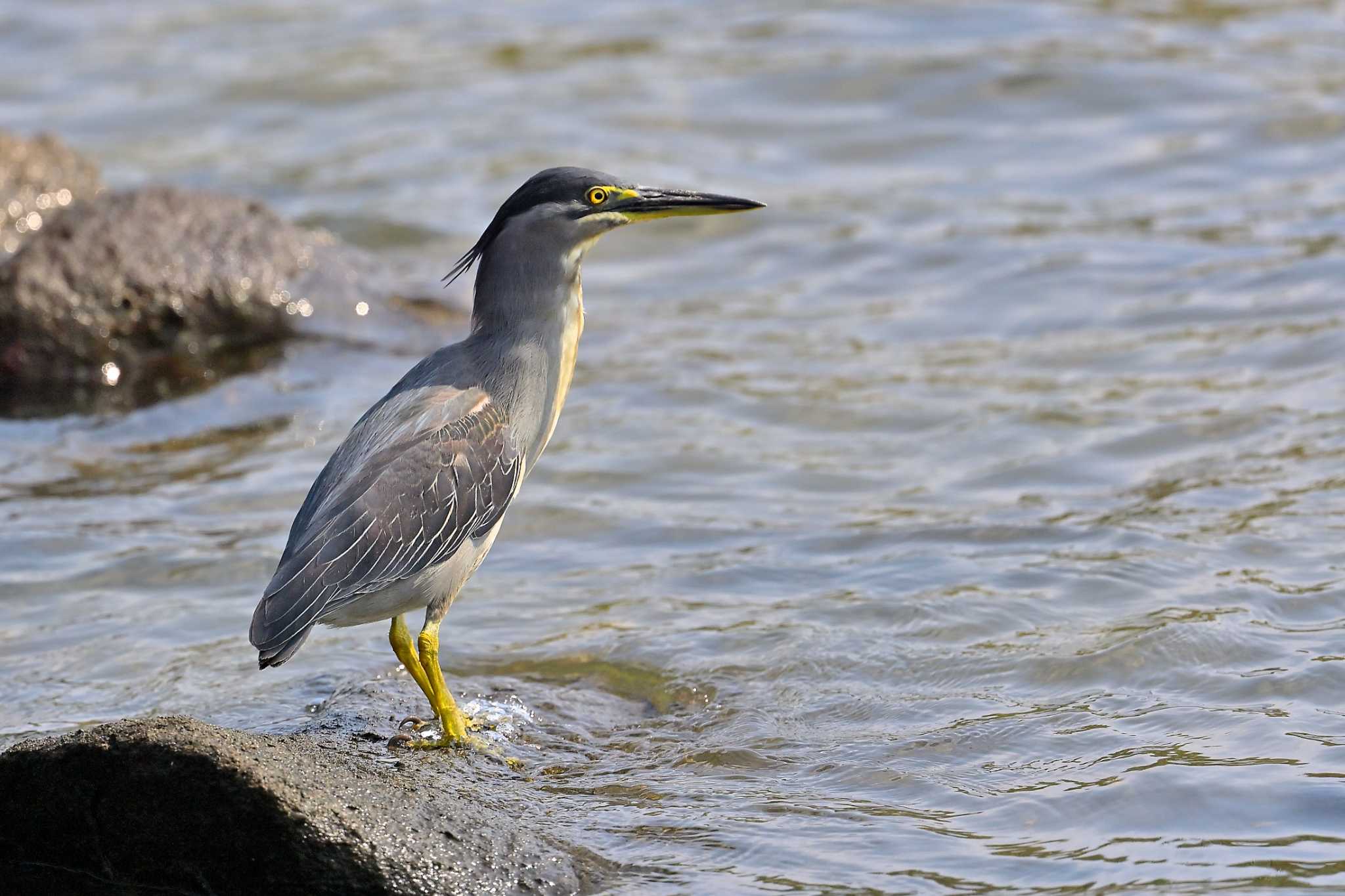 東京港野鳥公園 ササゴイの写真 by birds@hide3