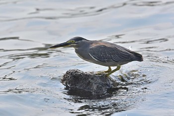 ササゴイ 東京港野鳥公園 2021年8月29日(日)