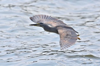 ササゴイ 東京港野鳥公園 2021年8月29日(日)