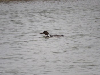 2017年4月11日(火) 永山新川の野鳥観察記録