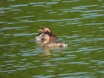 2021年8月29日(日) 服部緑地の野鳥観察記録